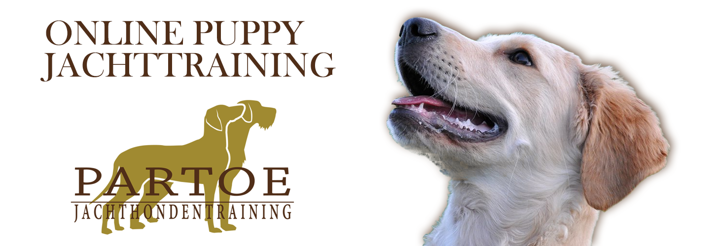 Partoe - Online Puppy | School For Dogs
