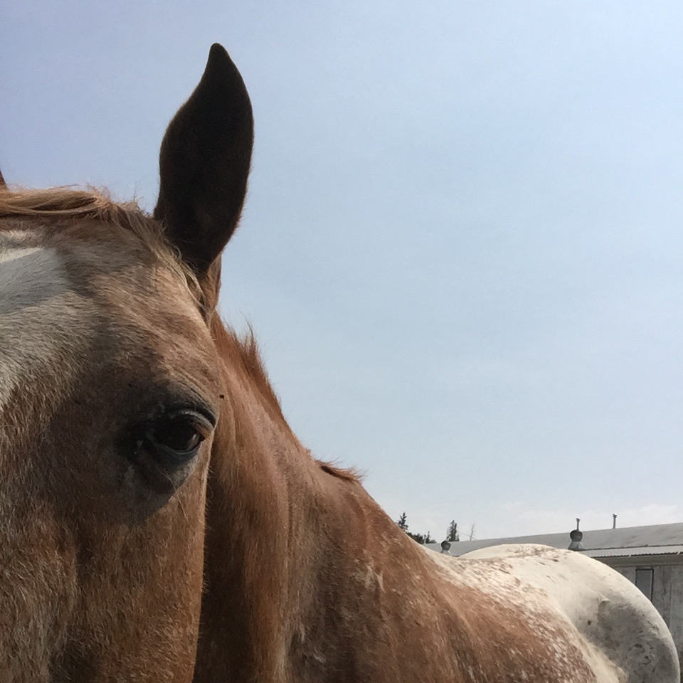 animal-assisted therapy course