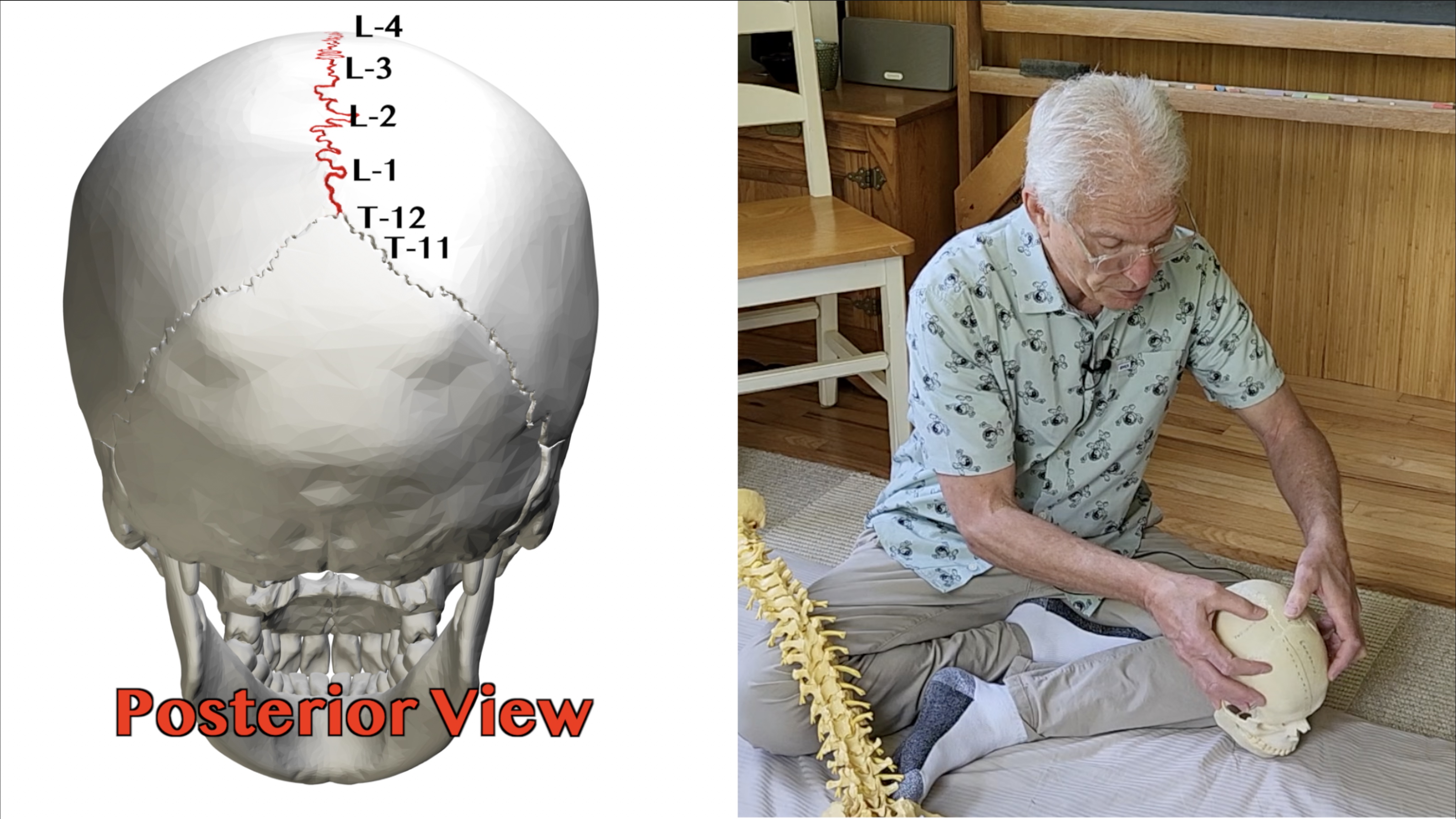The sagittal suture and lumbar vertebrae