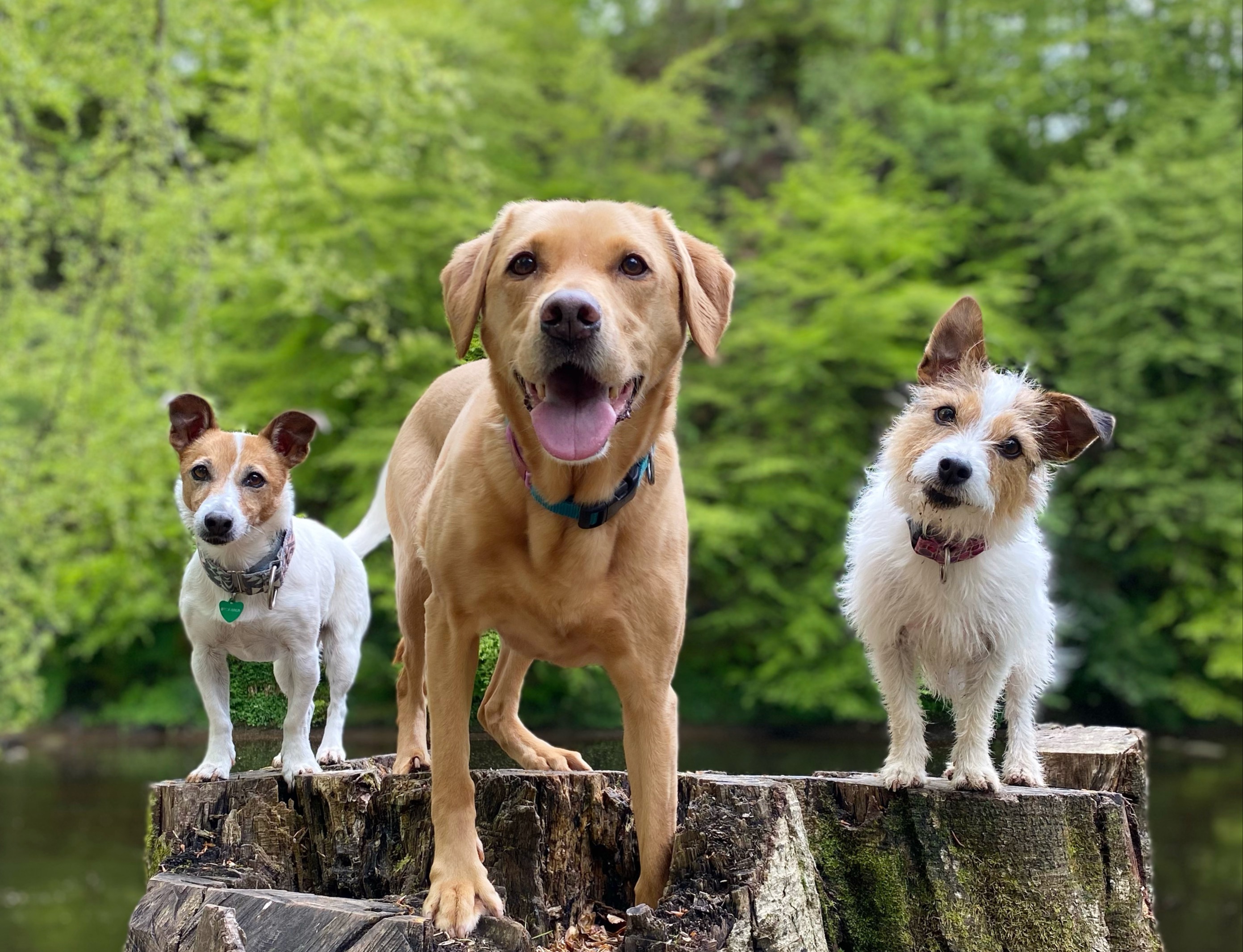 three happy dogs on logs