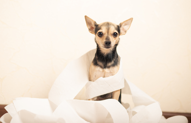 an image of a chihuahua wrapped in toilet paper to show a session on potty training for puppies and adult dogs