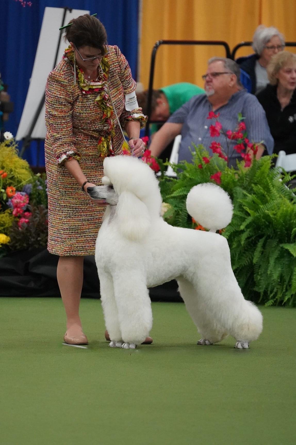 Standard sales poodle kennel