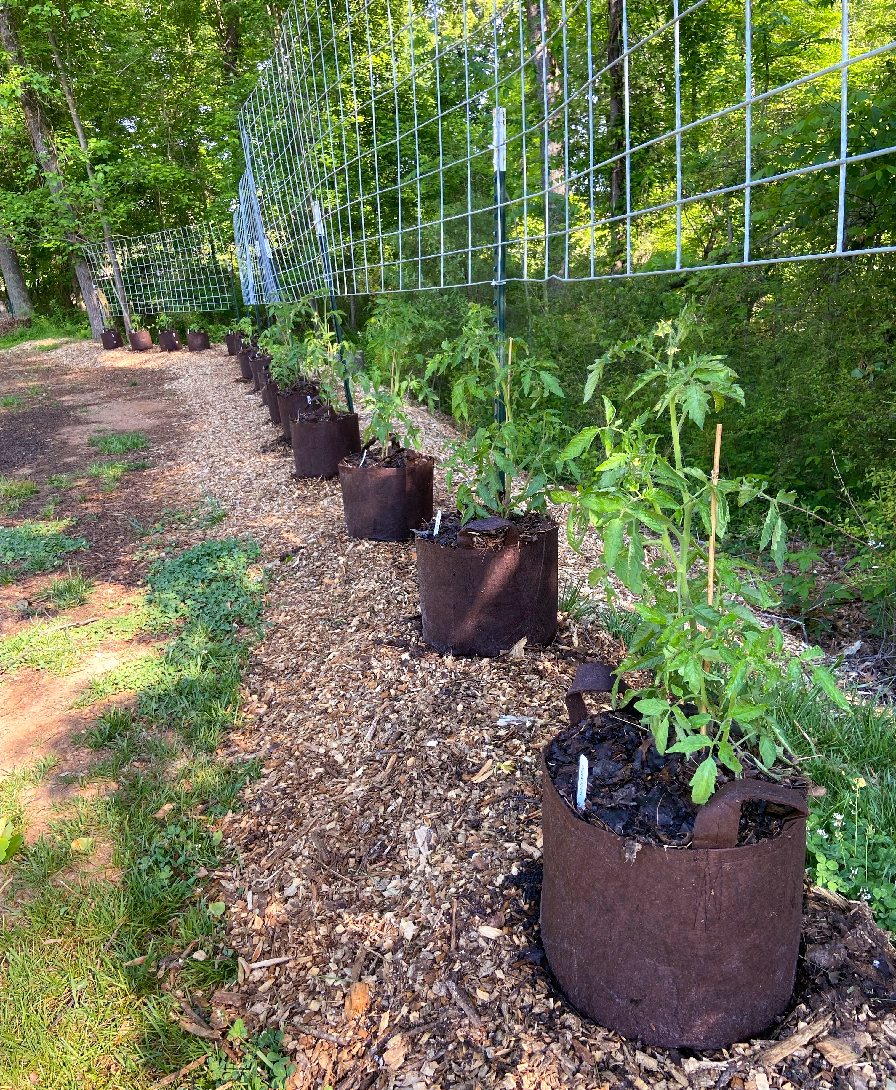 tomato plants in grow bags