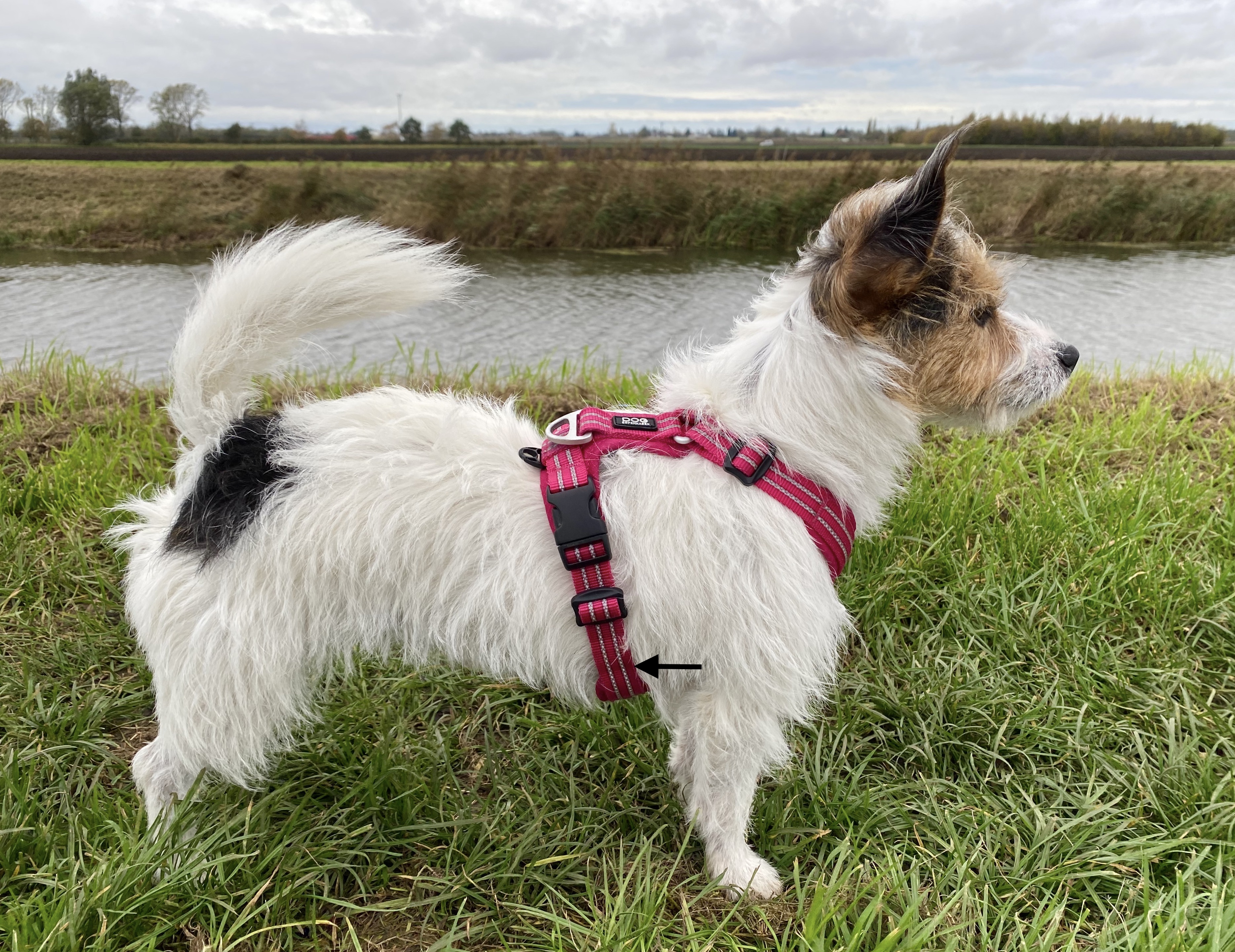 terrier mix Ettie wearing harness