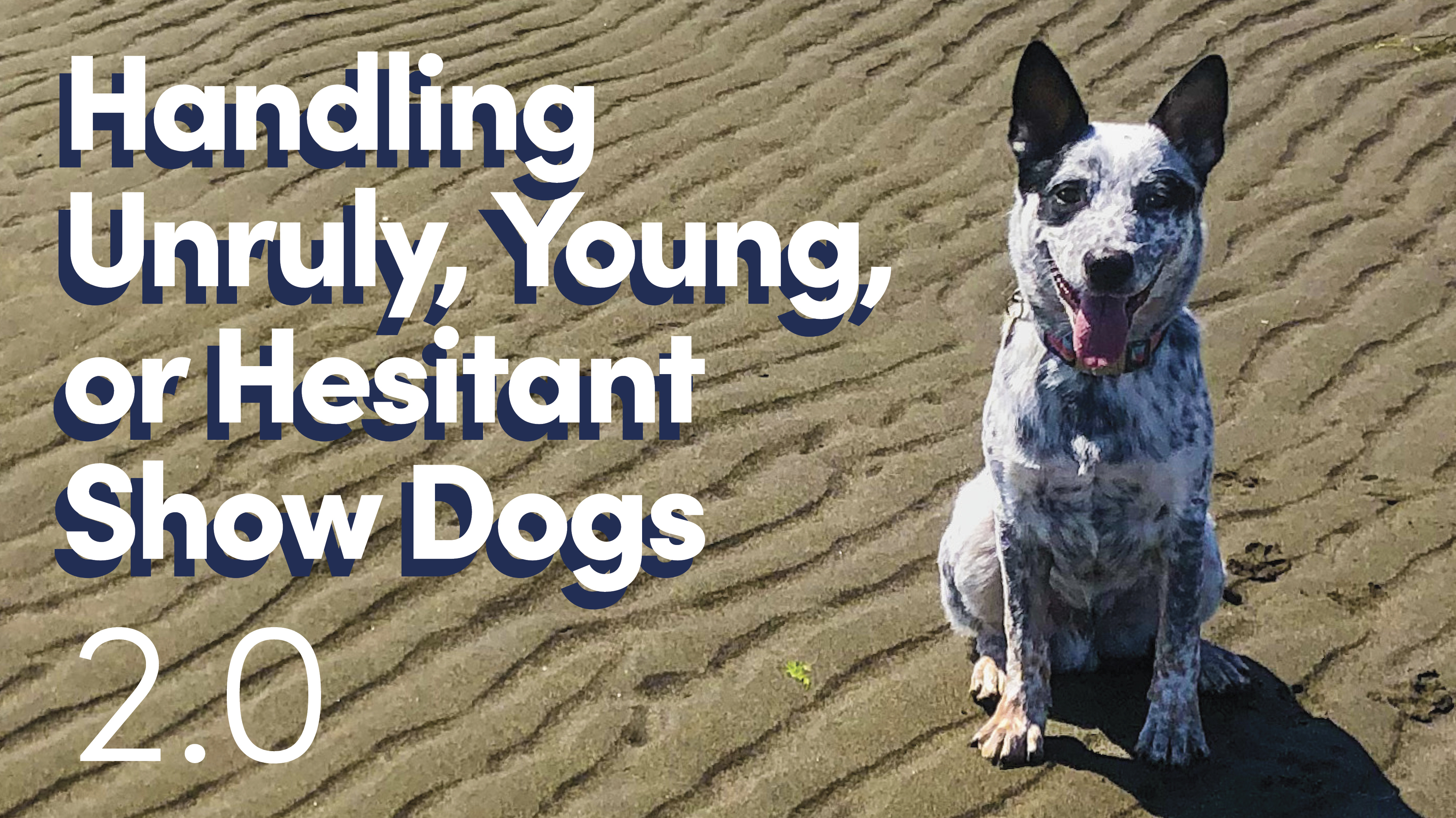 An Australian Cattle Dog on the beach with the caption Handling Unruly, Young or Hesitant Show Dogs 2.0
