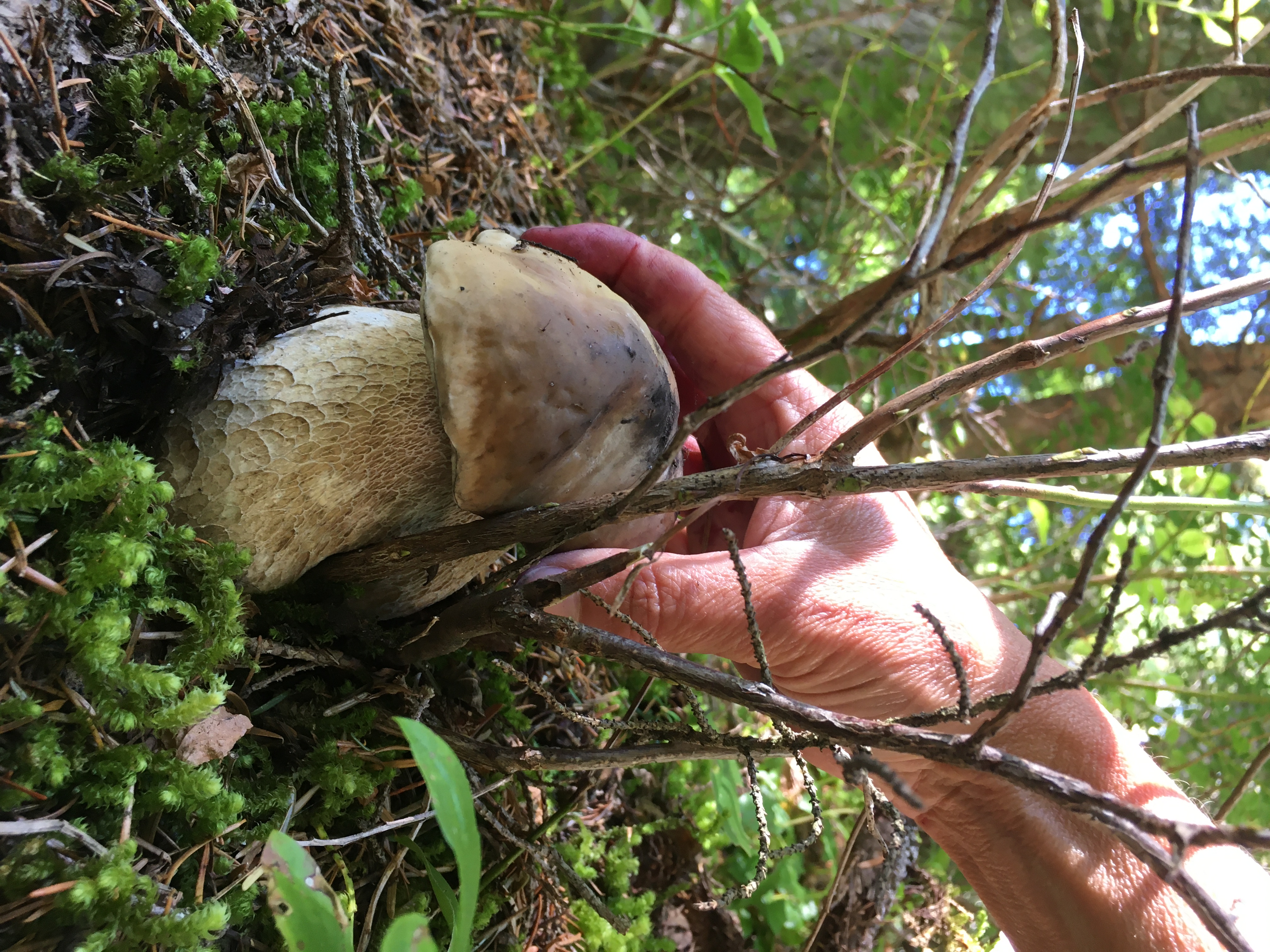 Porcini hunting