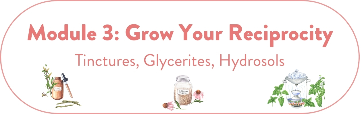 Module 3: Grow Your Reciprocity: Tinctures, Glycerites, Hydrosols