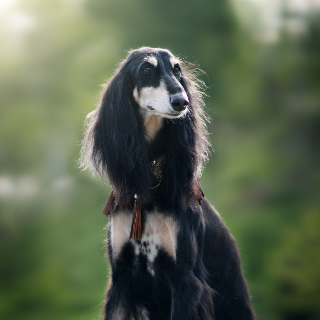 A black and tan Saluki