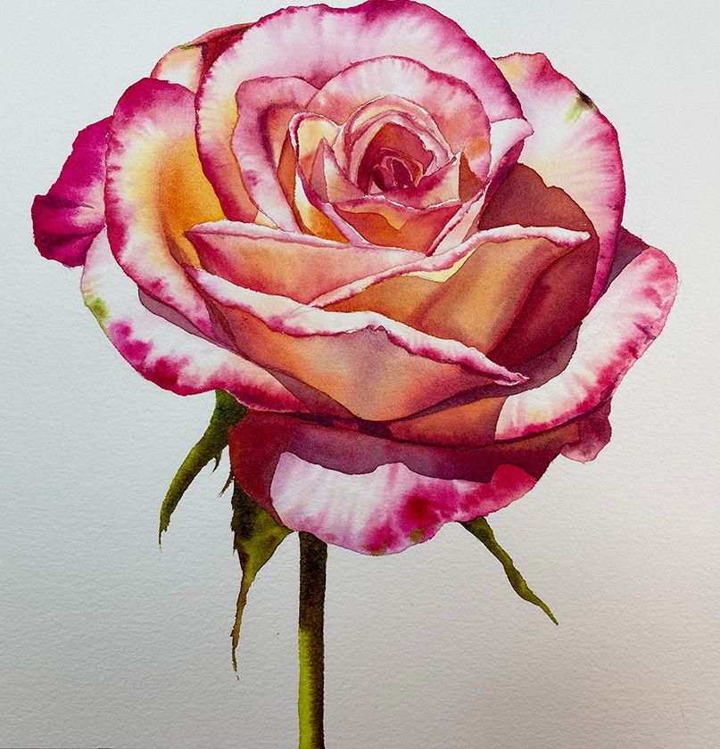 Rose | Maria's Watercolor Academy