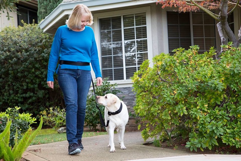 an image of a woman training a labrador to walk nicely on leash