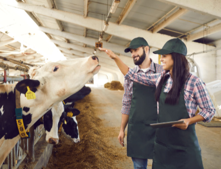 Achieve the breeding goals in dairy farm