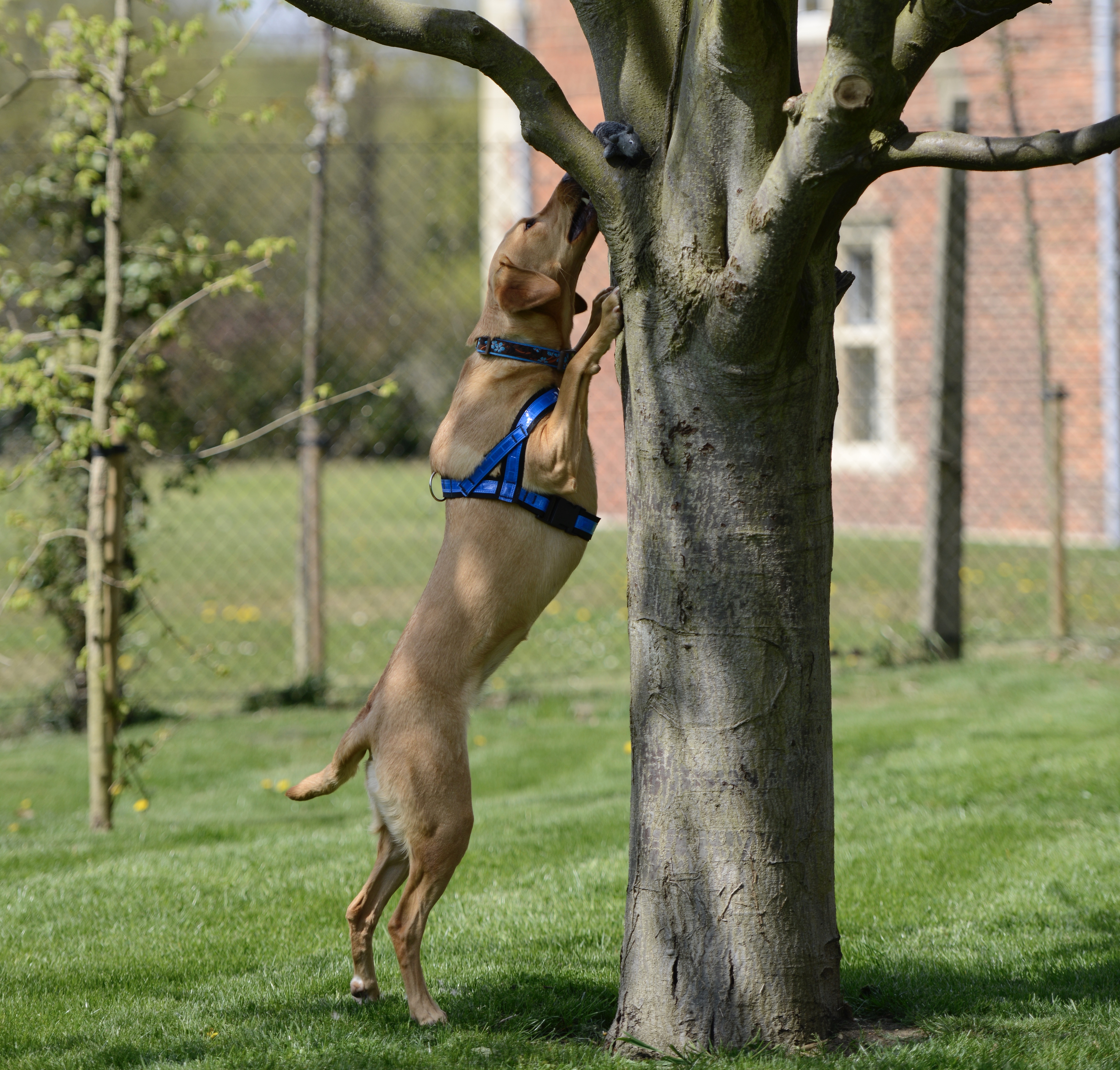 labrador scentwork dog stretches to find item up a tree