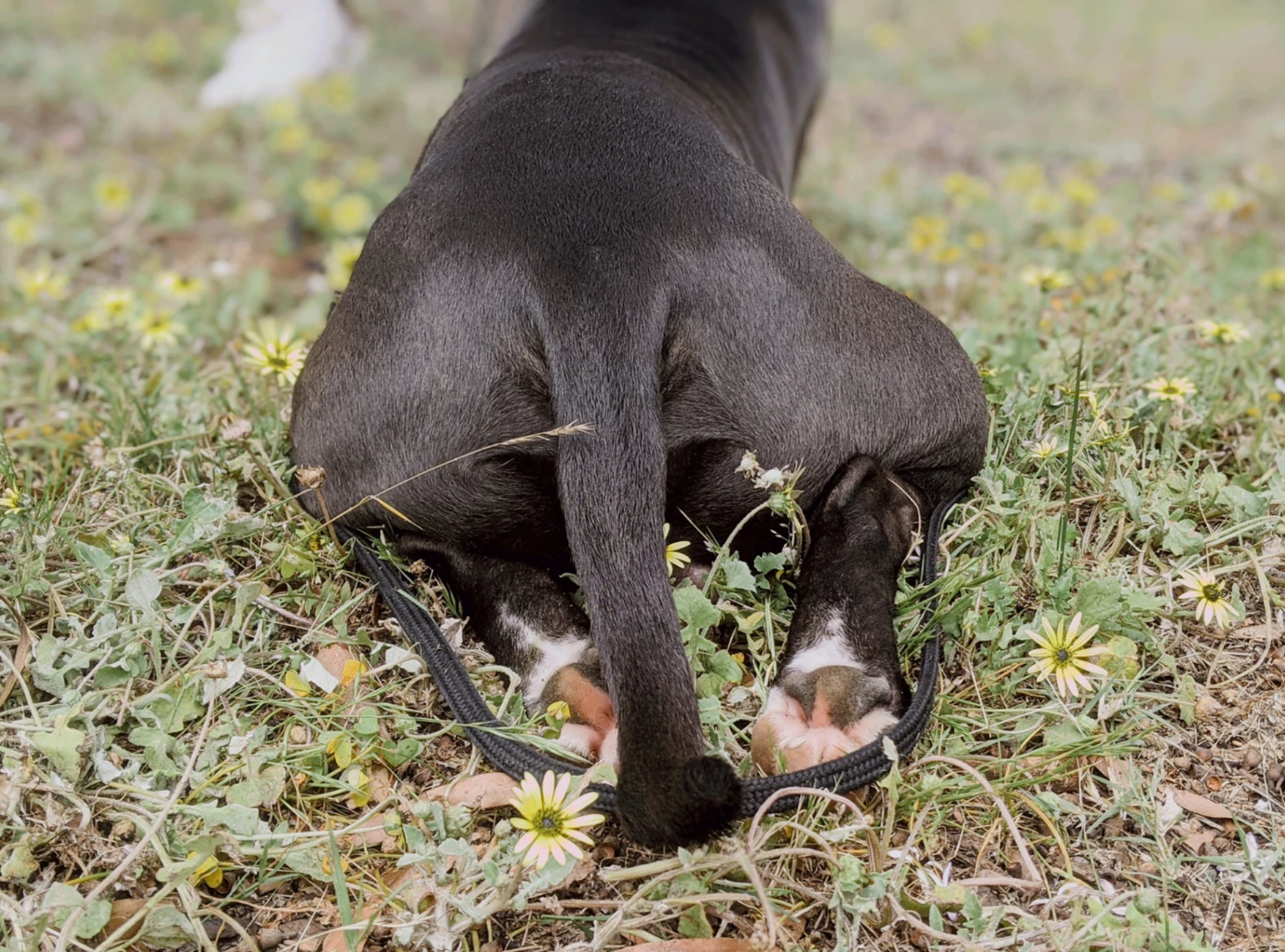 The Holistic Hound Dog Training