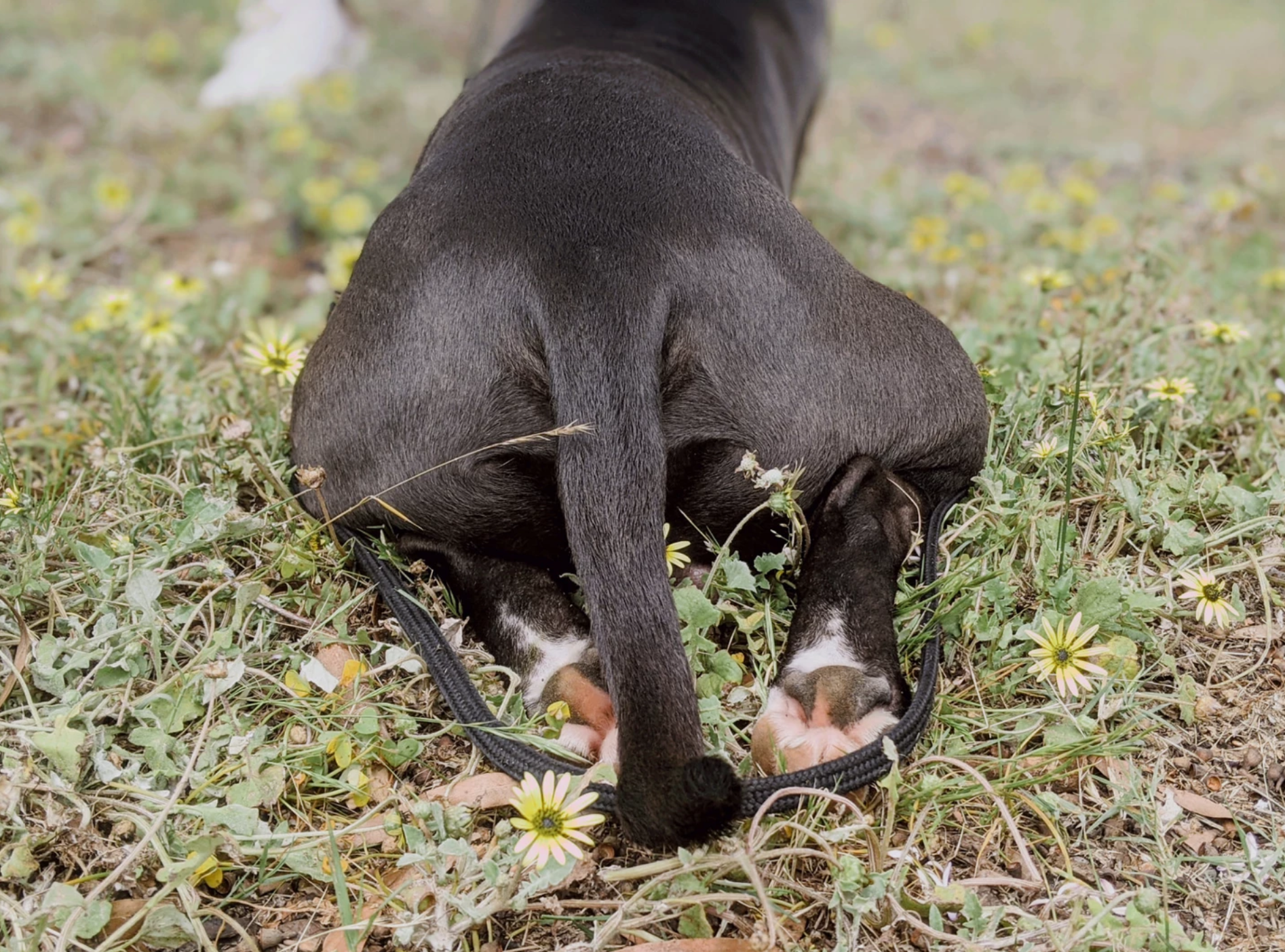 Holistic sales dog training