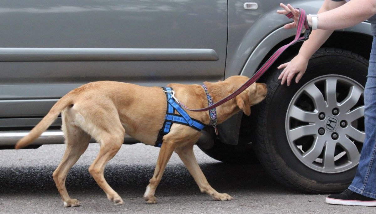 scentwork labrador searching car 