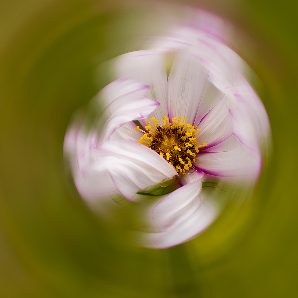 Flower and macro Photography workshops in Queensland by Cheryl Eagers