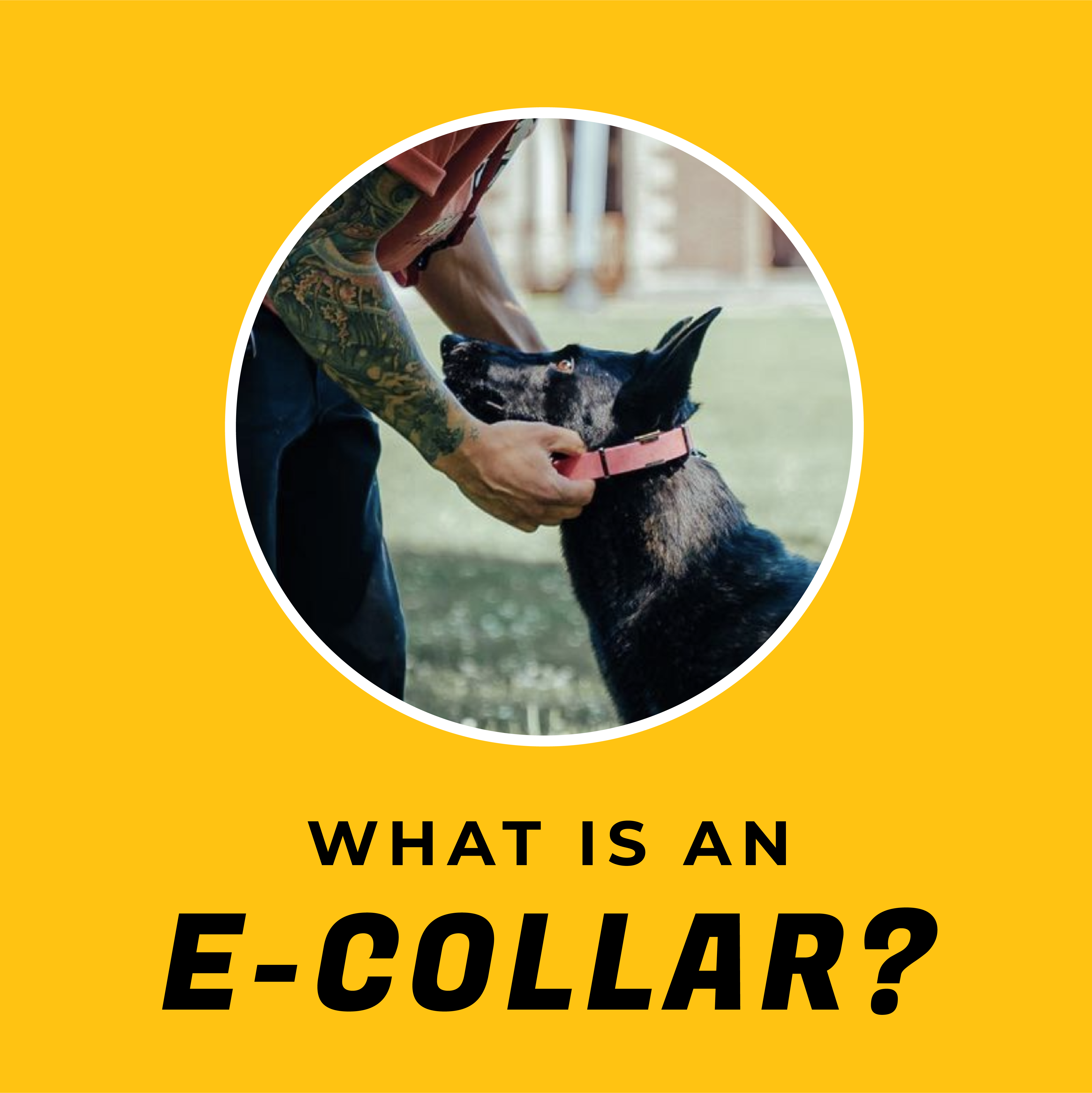 How to use outlet an e collar correctly