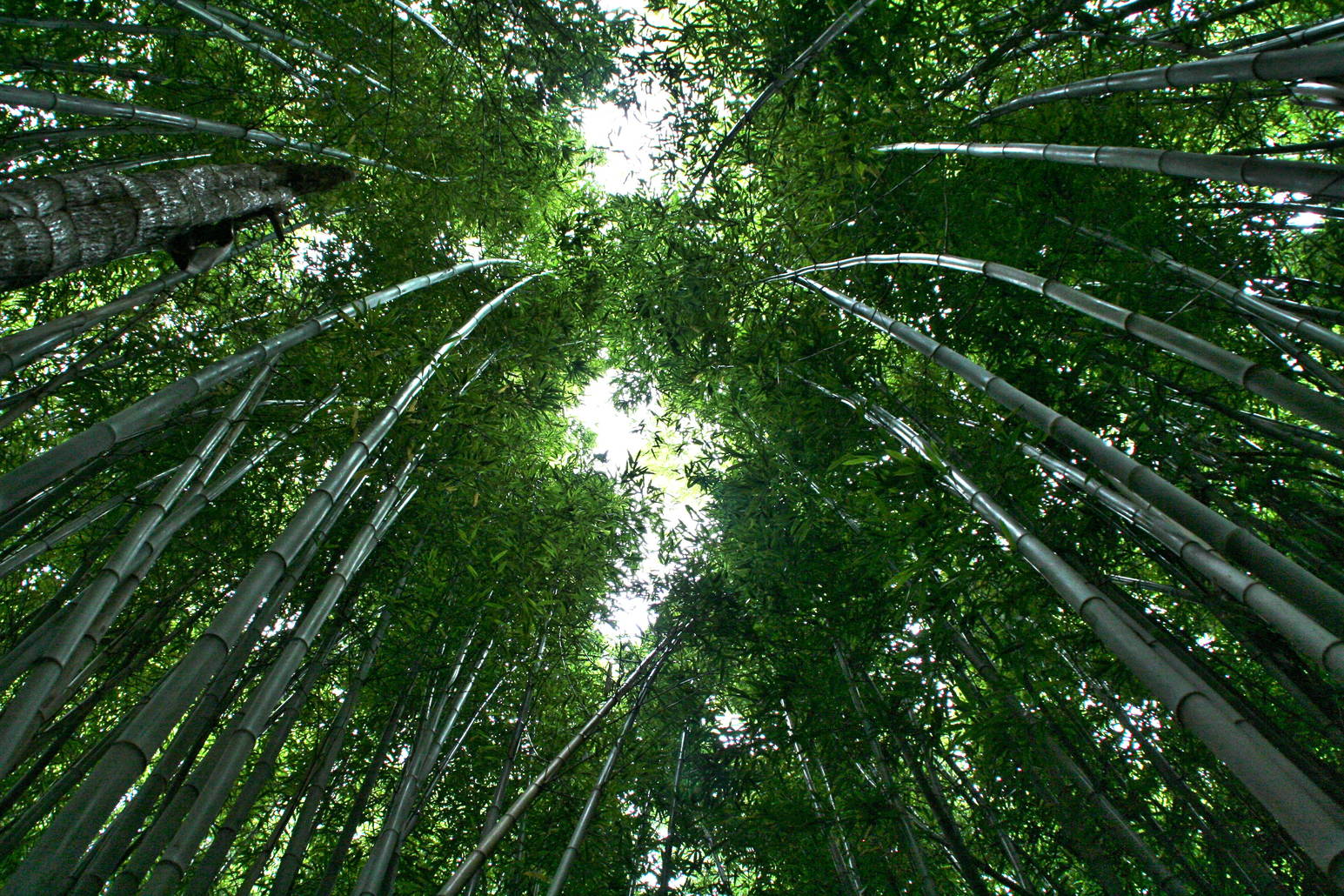 Bamboo forest pic