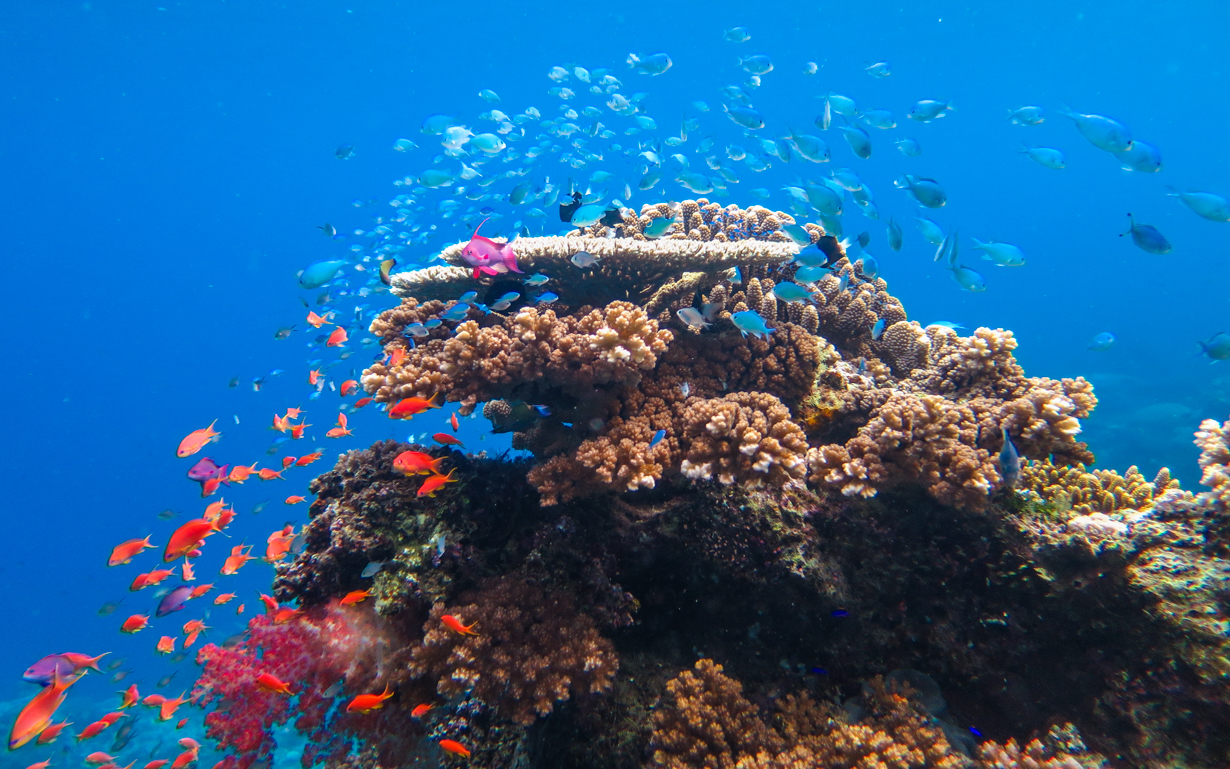 Scuba Diving Education Conservation Ecology PADI eLearning Training Courses Savusavu Fiji