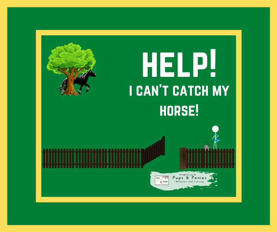 HELP! I CAN'T CATCH MY HORSE!