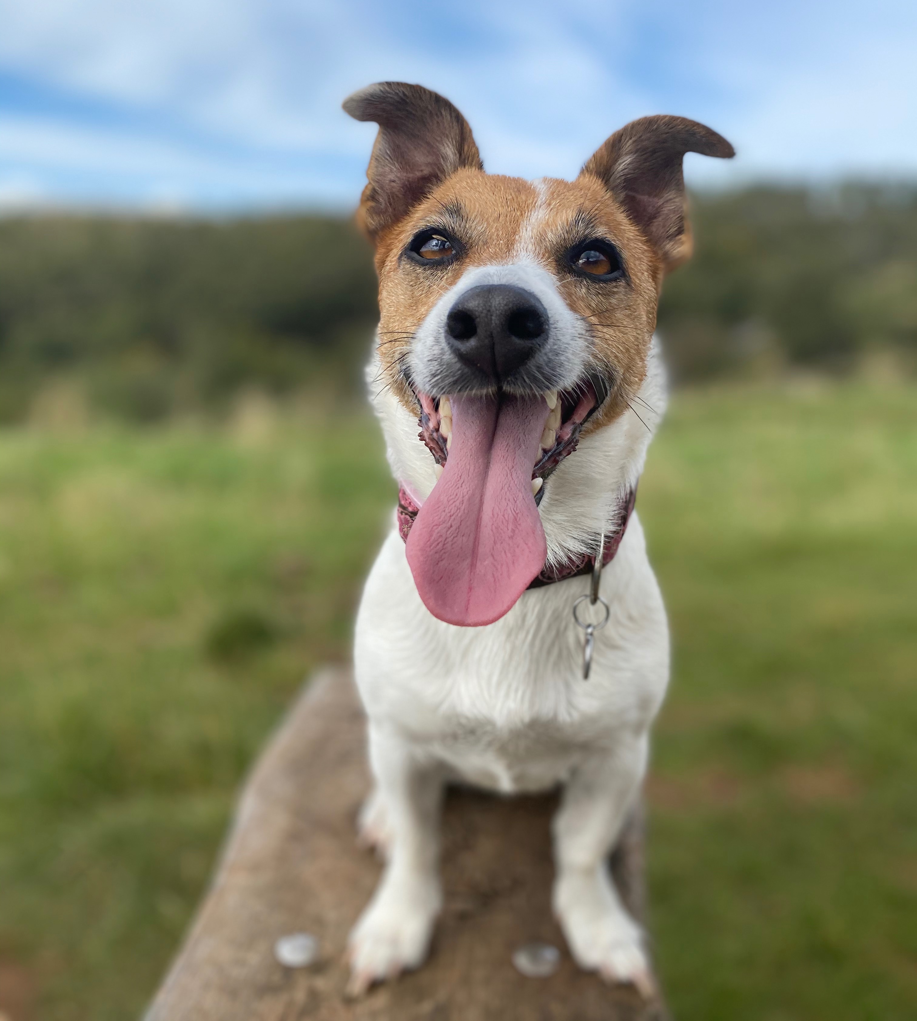 happy panting jack Russell terrier