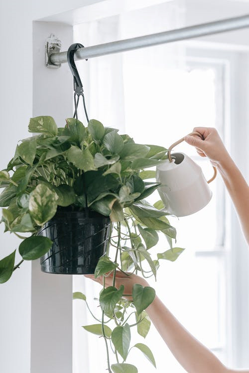 watering plant