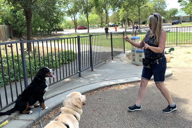 a photo of a dog trainer working with a Bernese mountain dog and a golden retriever