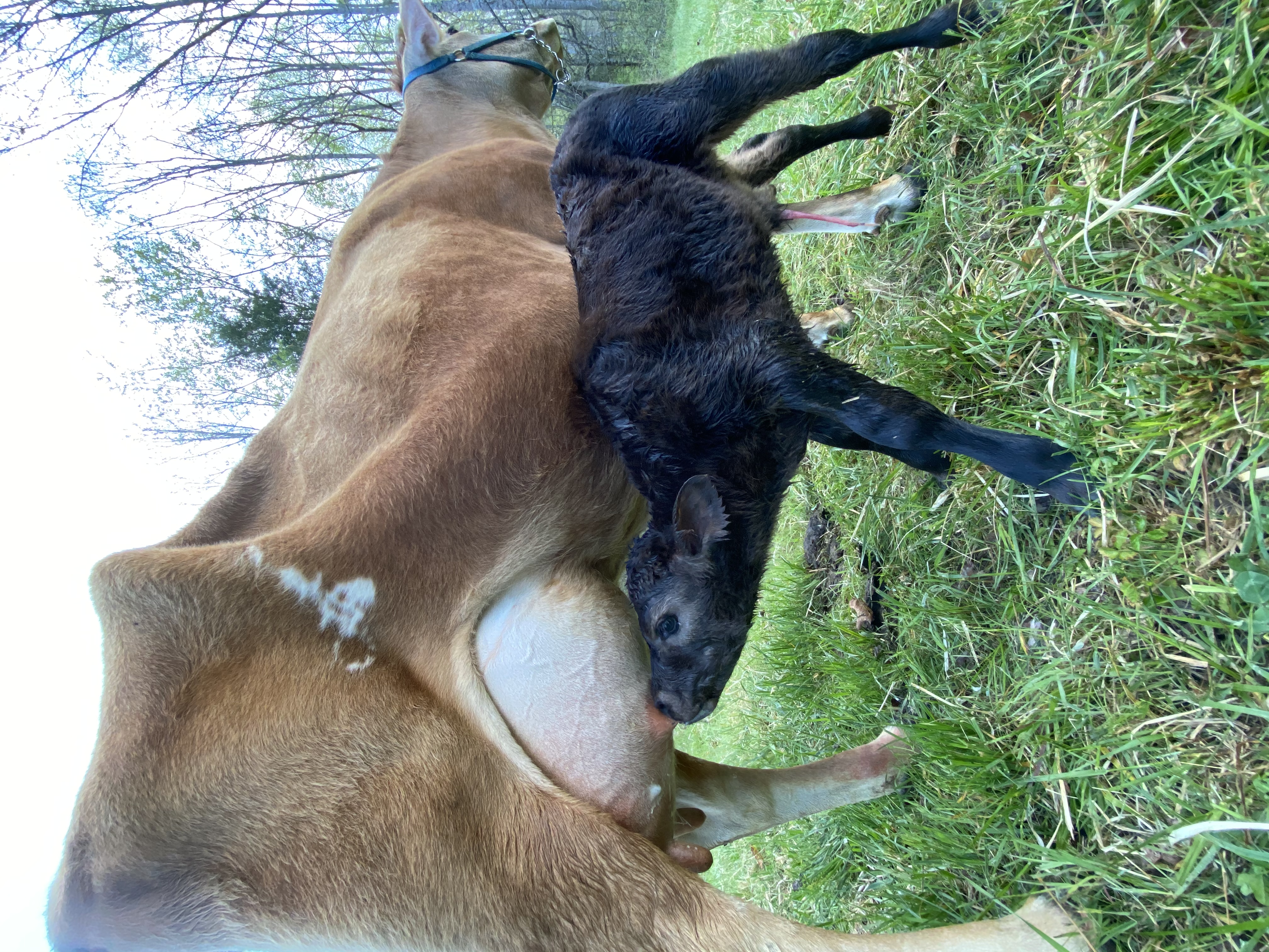 2020- Our first calf born on our TN farm