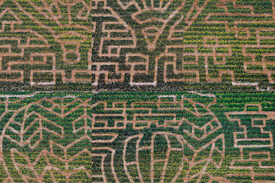 A mixed up corn maze