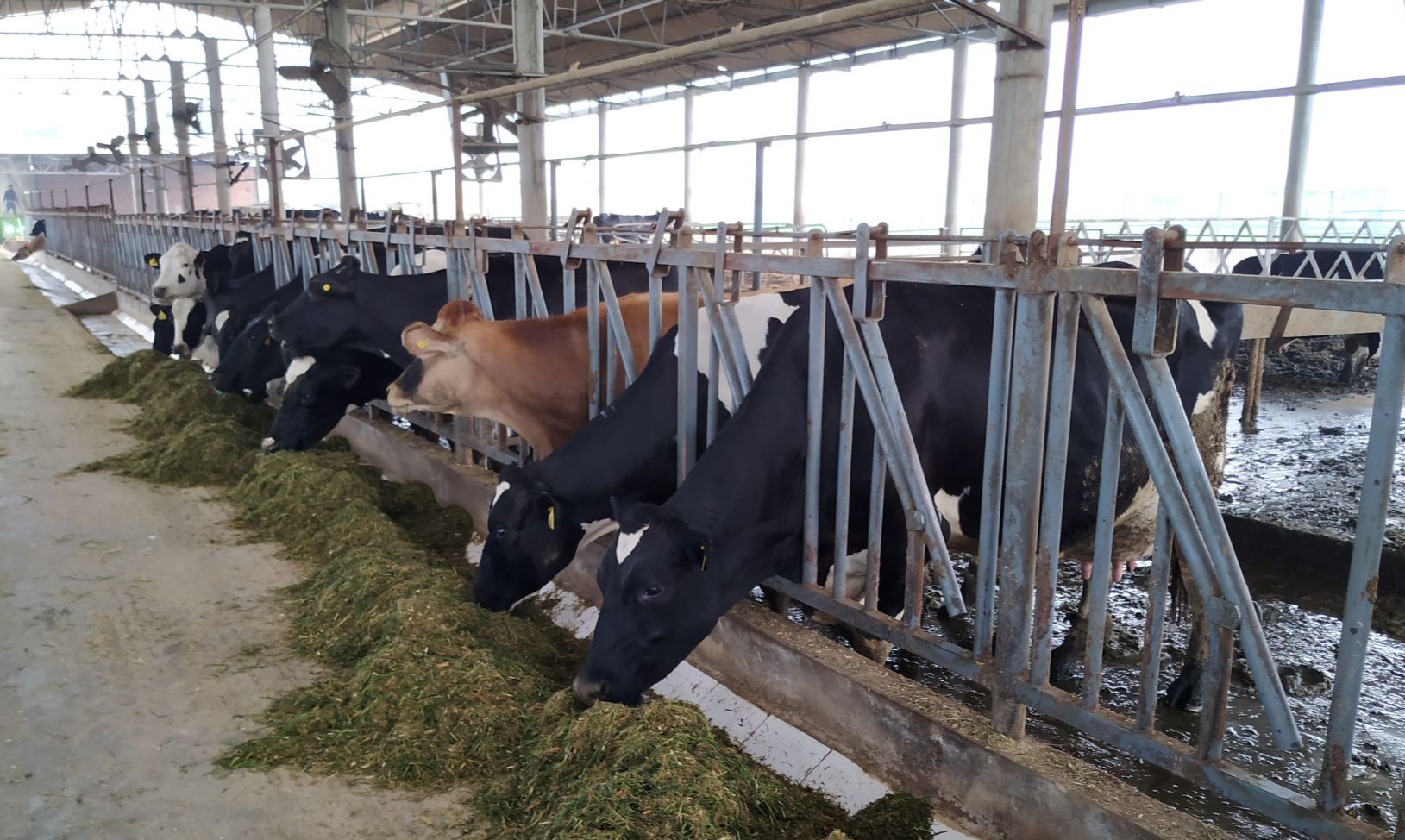 Top 5 mistakes to avoid in dairy farming