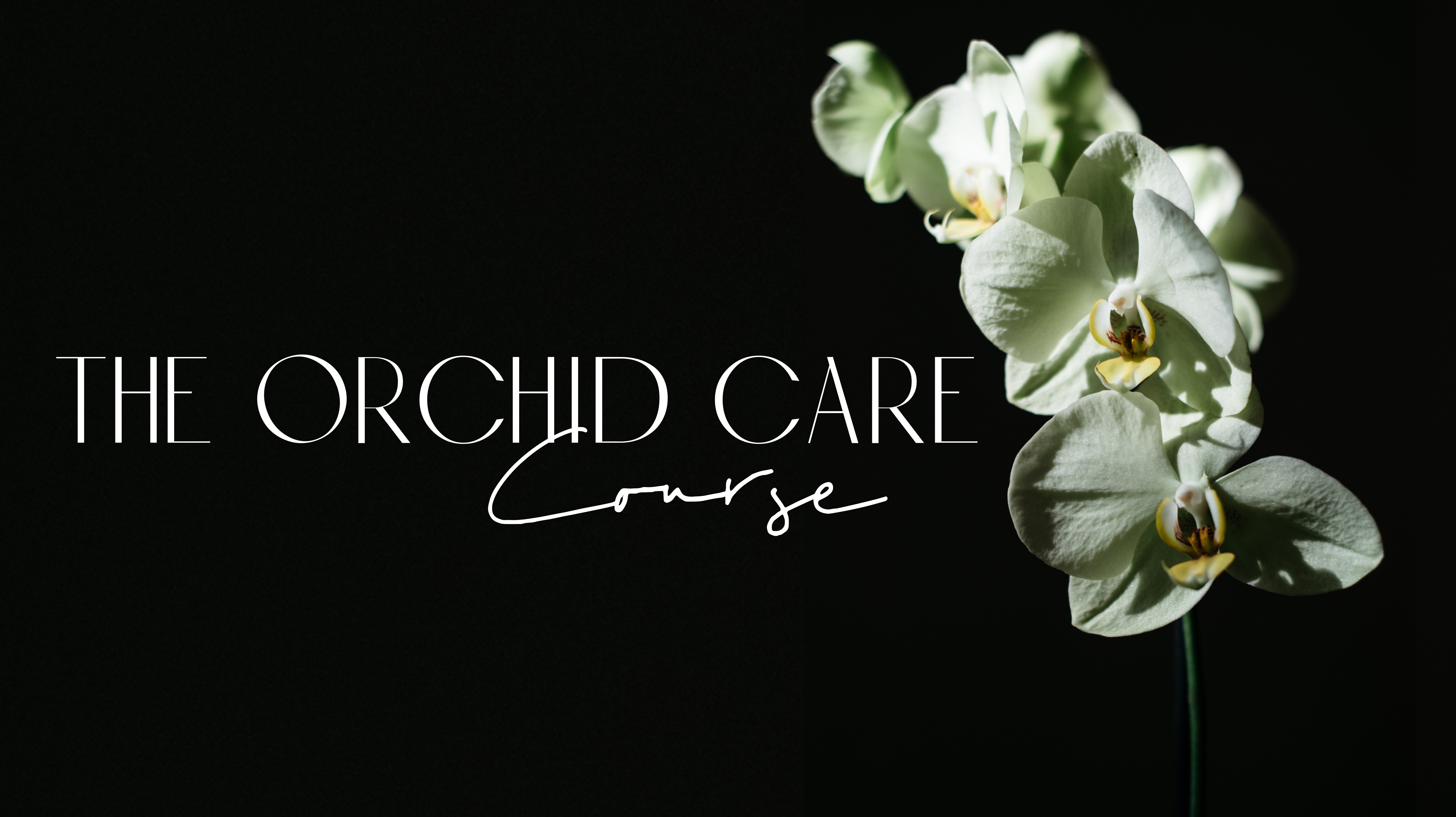 The Orchid Care Course - Everything you need to know to grow orchids at home