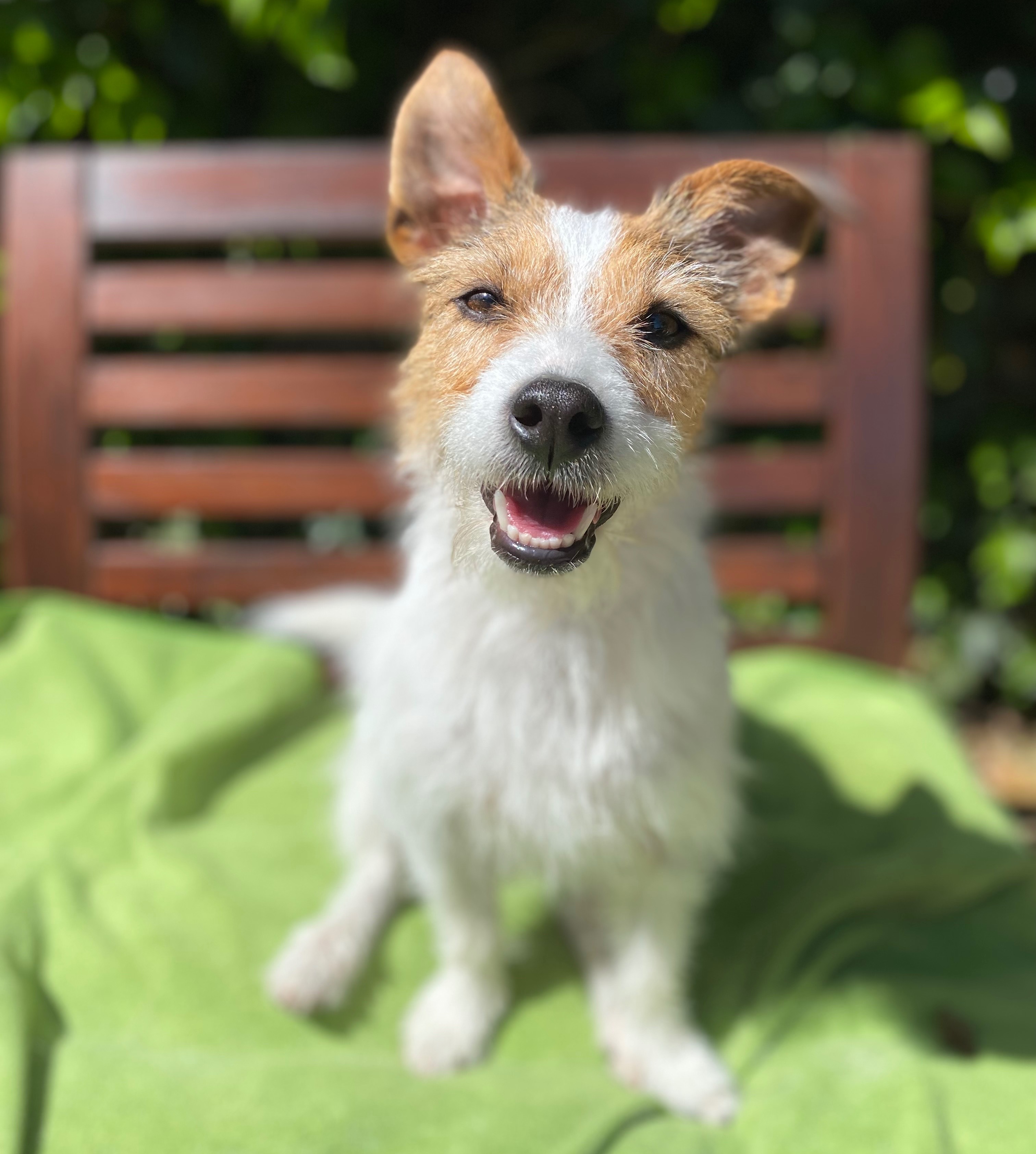 happy terrier mix in the sunshine