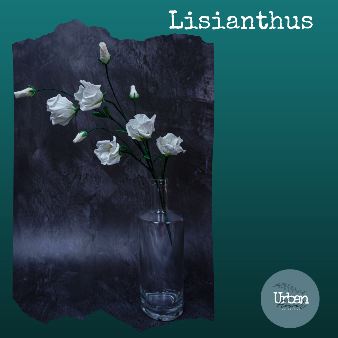 Sugar Lisianthus