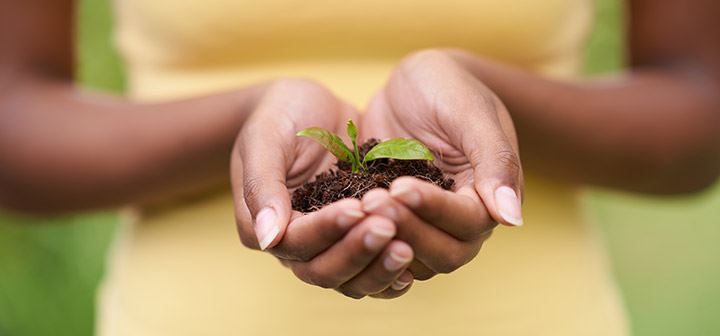 Hands holding a small plant in soil