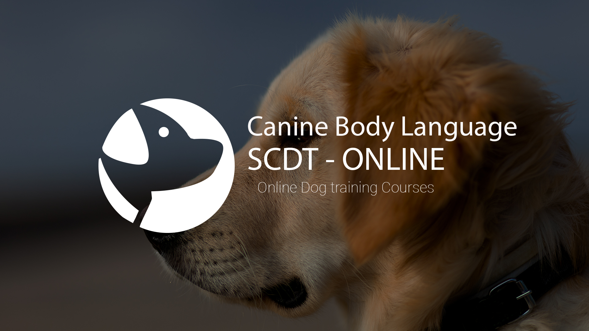 Do More With Your Dog | SCDT - ONLINE