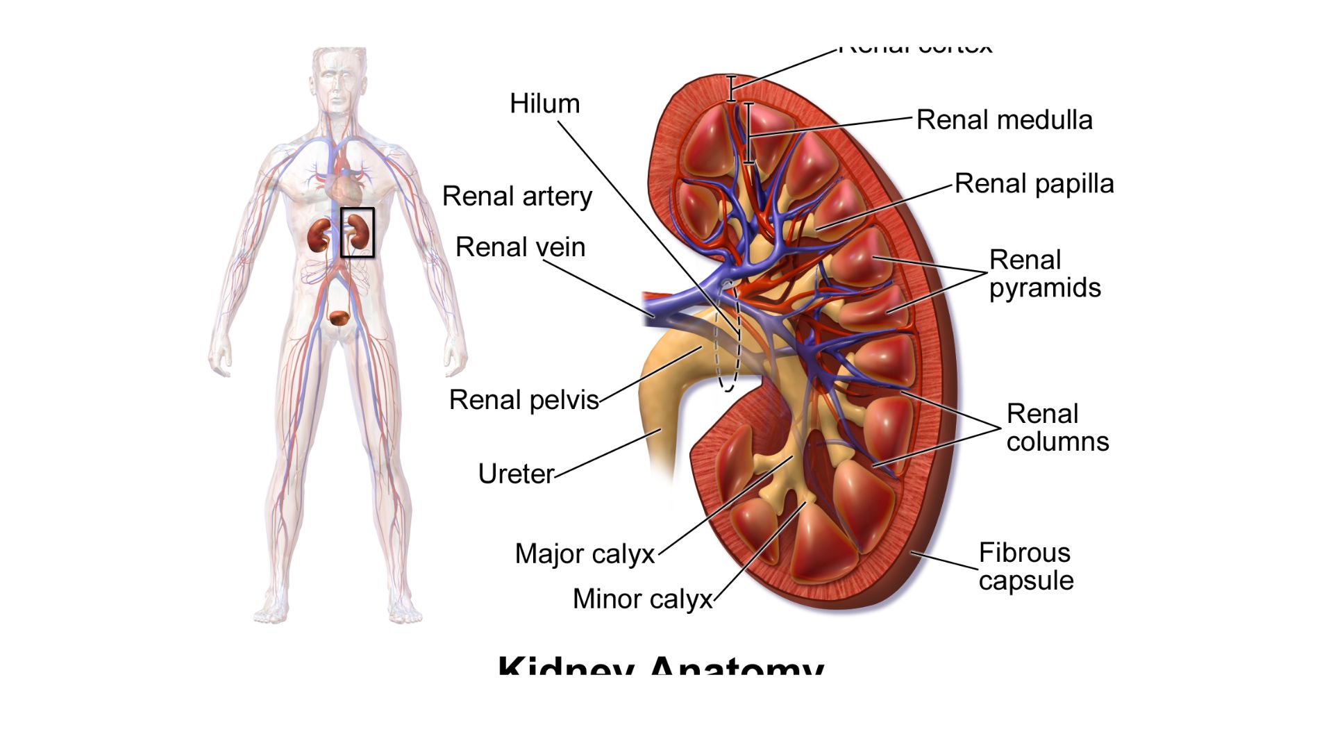 Kidney Anatomy