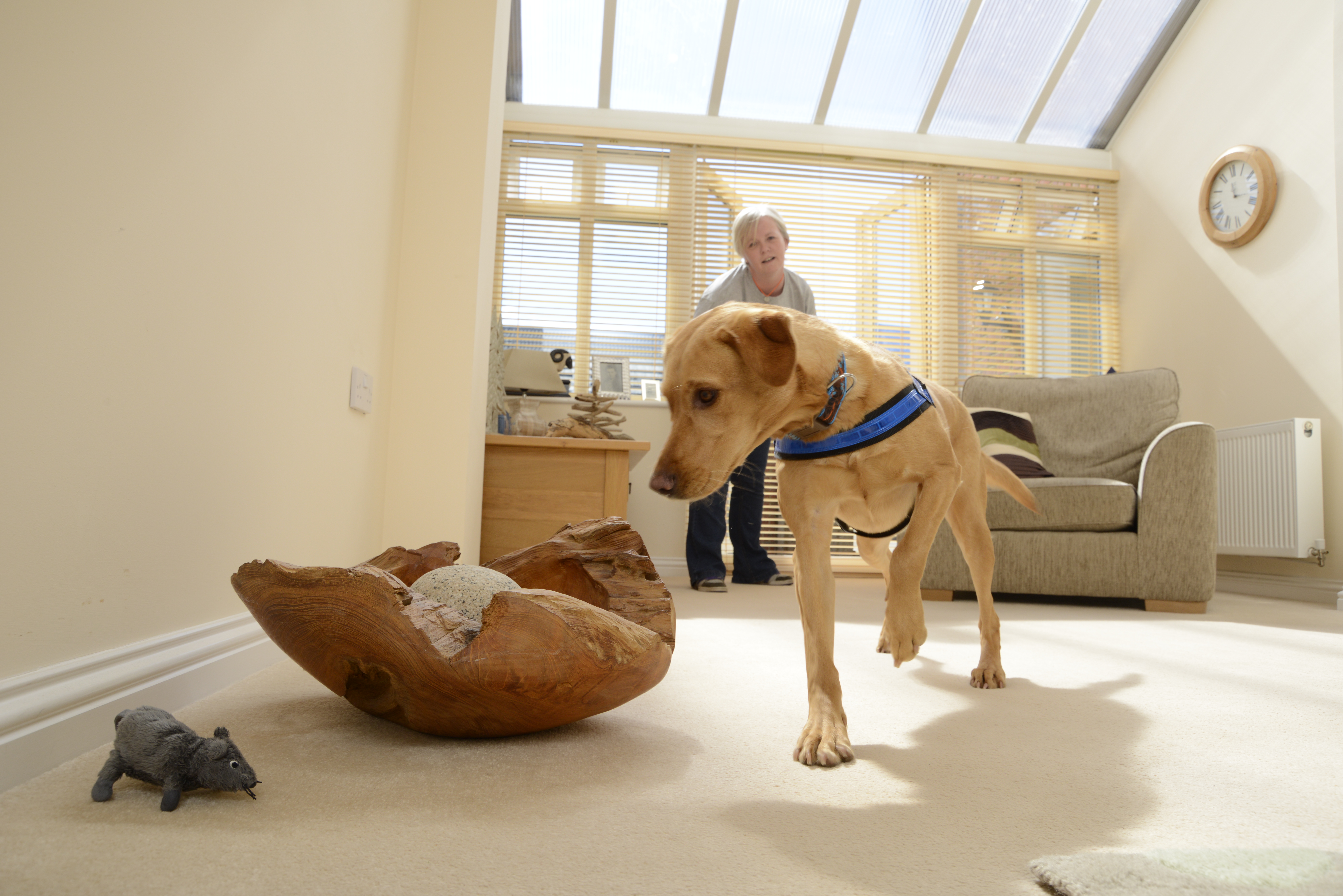 labrador pauses with her paw up as she finds a hidden scented toy behind a large wooden bowl sitting on a cream carpet in a living room