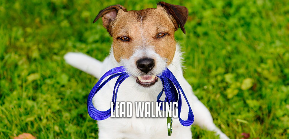 Lead Walking Adolescent Dogs Online Academy