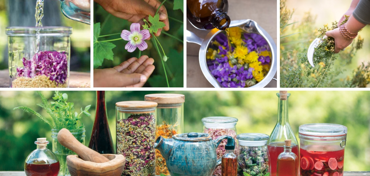 collage of herbal remedies including liquid being poured into a jar of dried herbs, hands holding a mallow flower, oil being poured into a pan of dandelion and violet flowers, hands harvesting St. Johns wort flowers, and an herbal apothecary of assorted jars and bottles