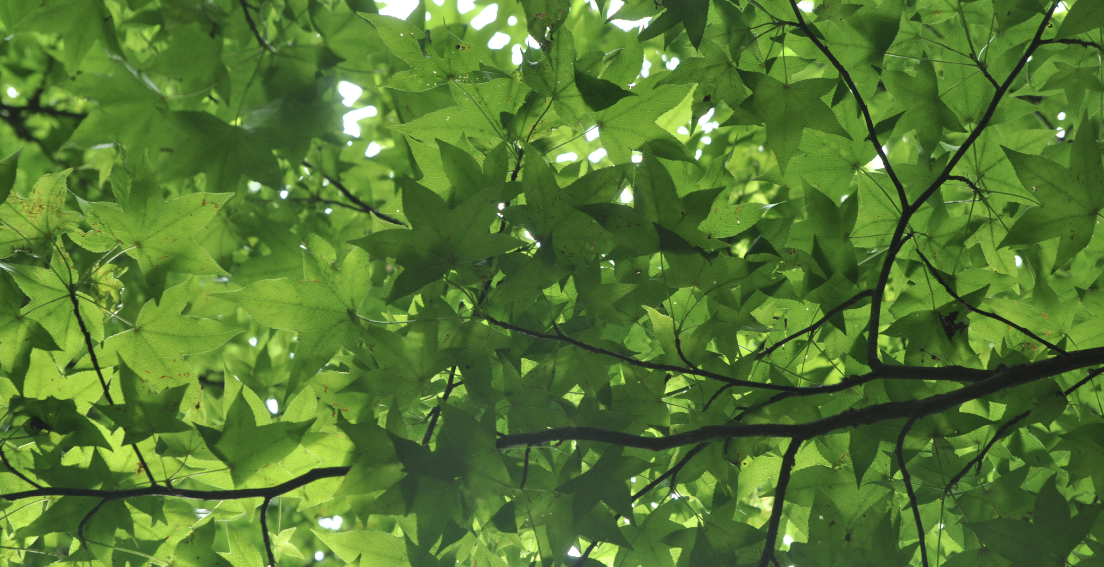 canopy under a maple