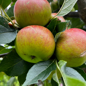 Myth and Magic of The Trees of Ireland-Apple