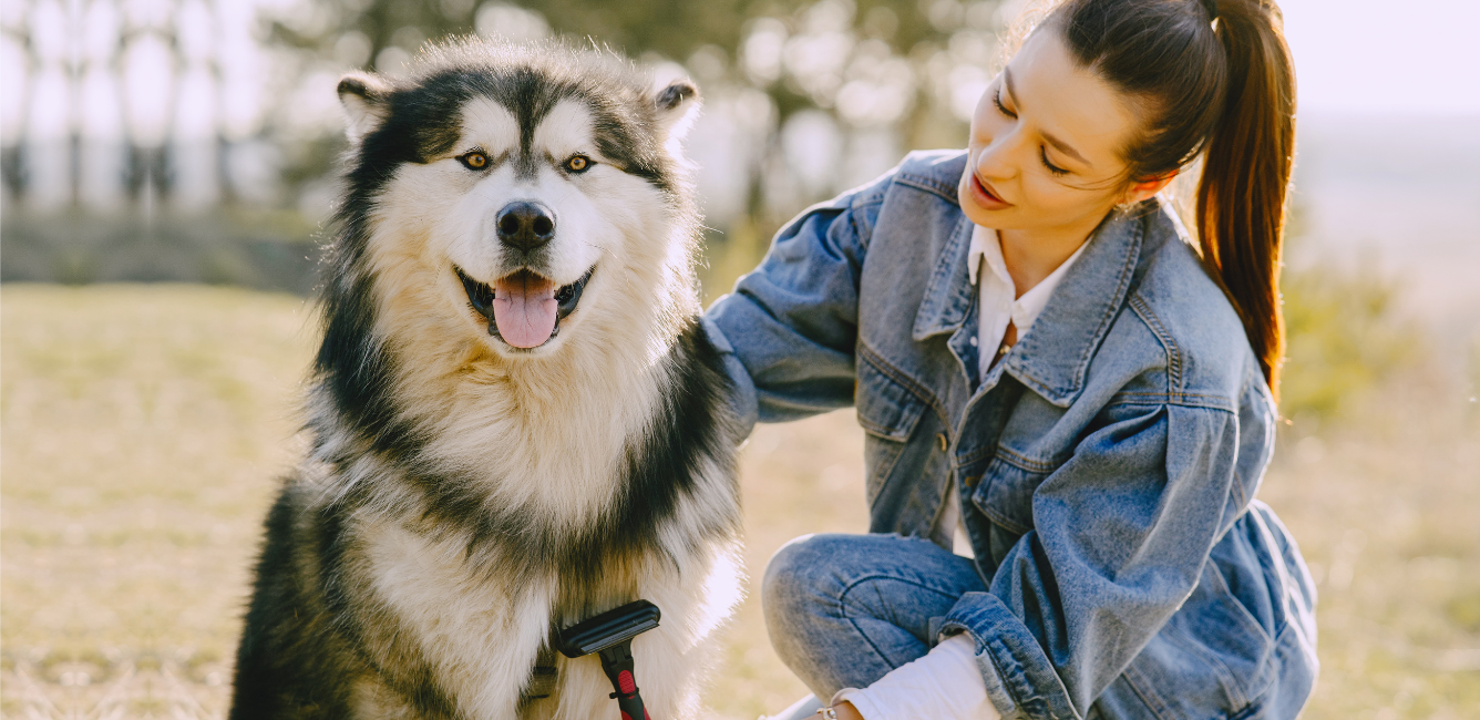 A woman brushing a dog