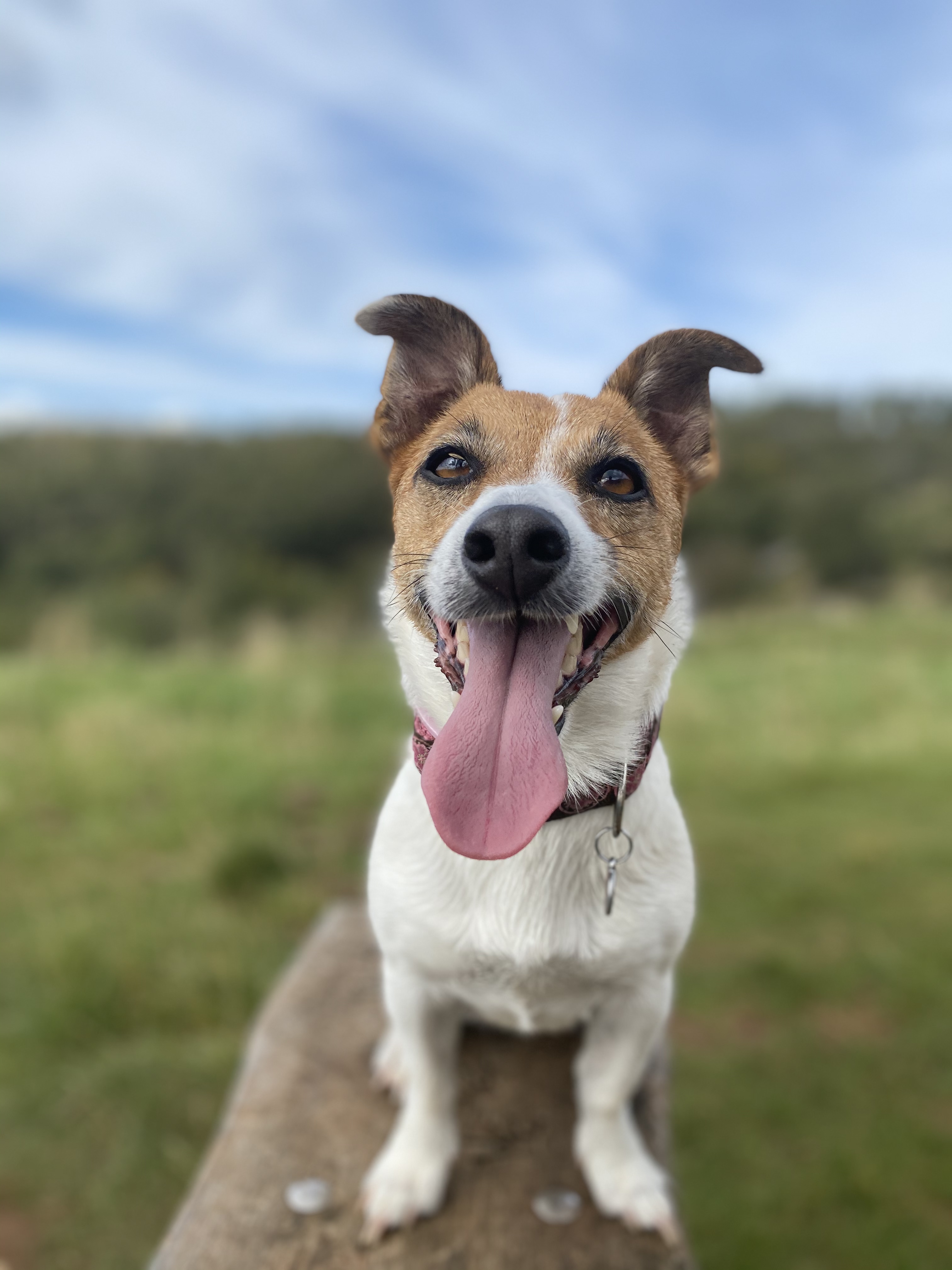 Happy Ella JRT