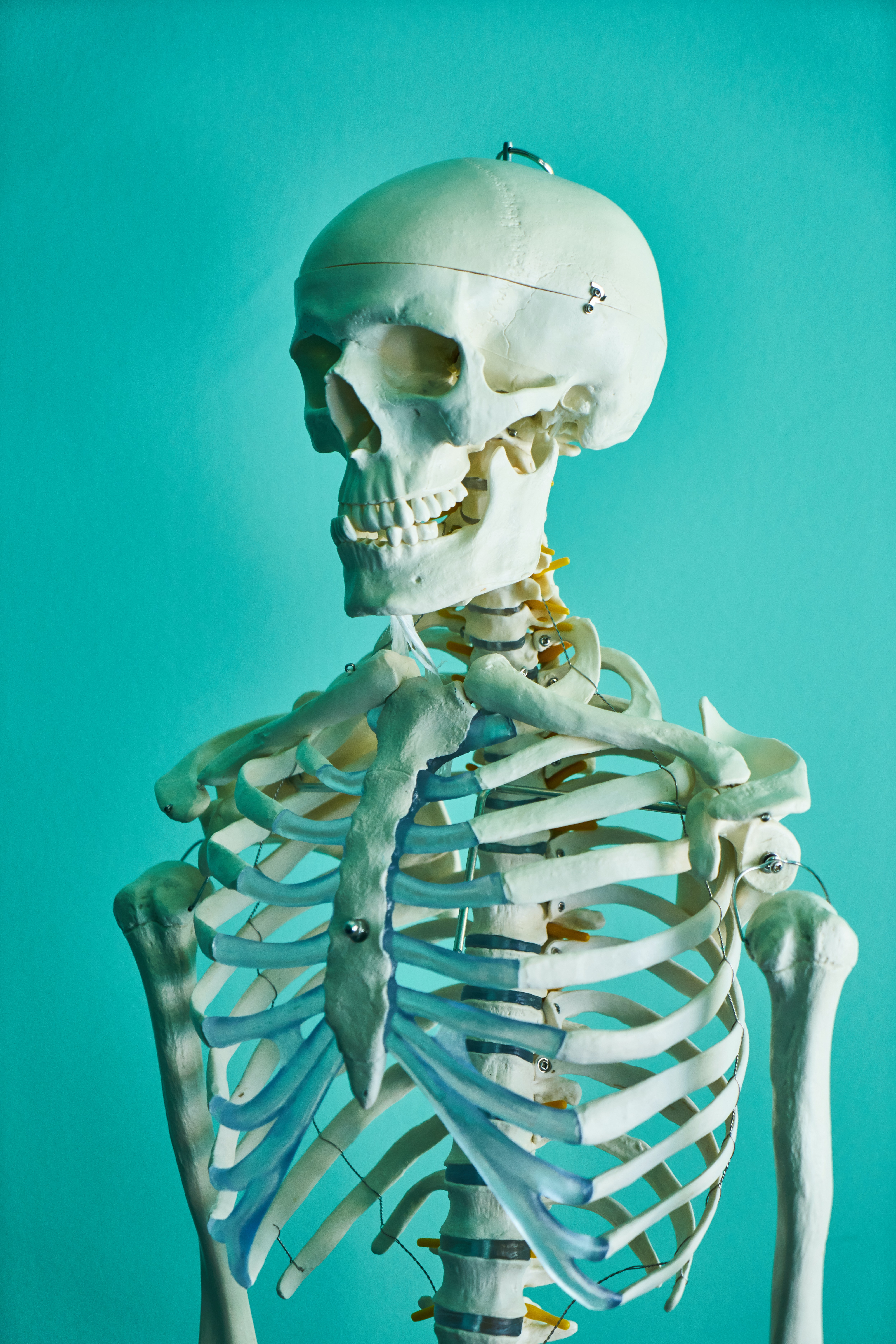 skeleton representing voice science