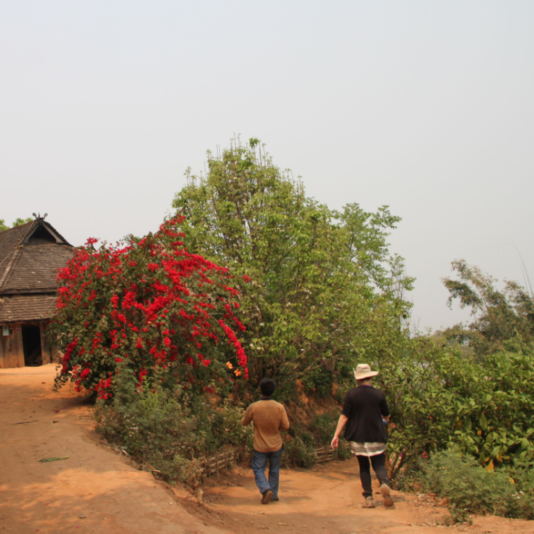 yunnan tea farmer