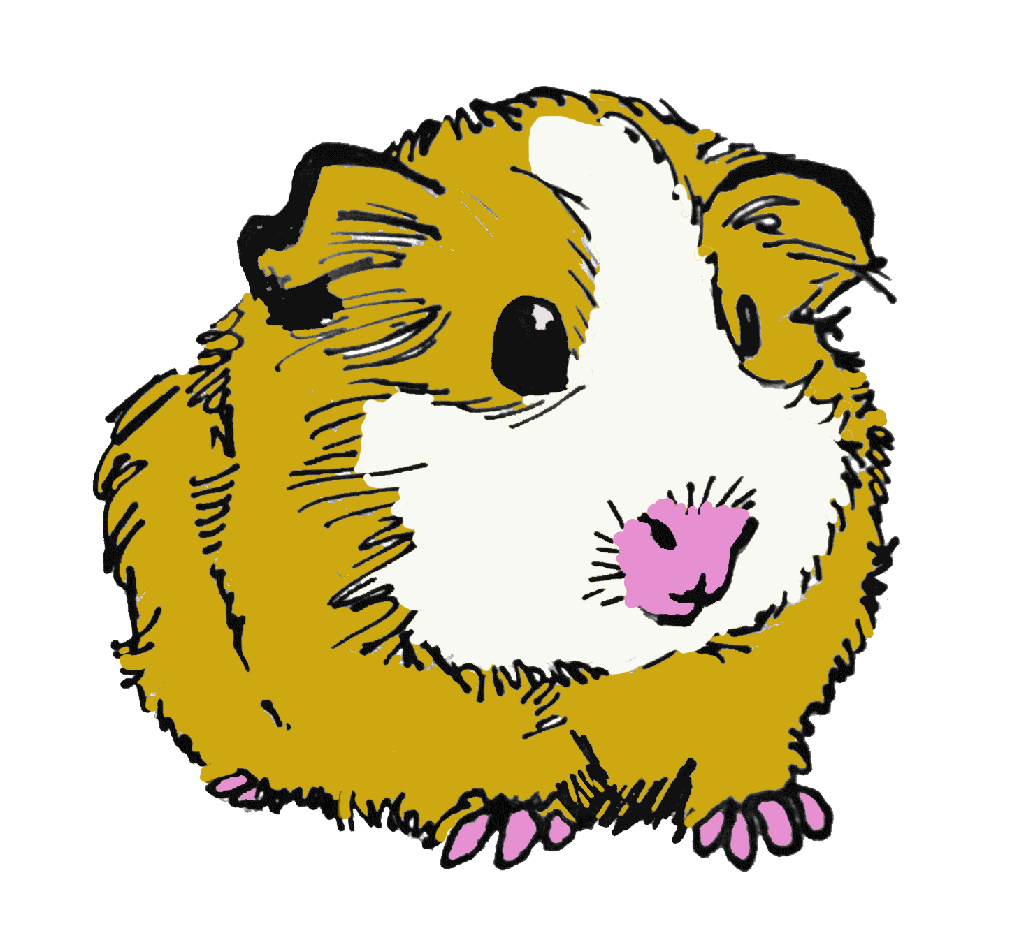 Drawing of a guinea pig