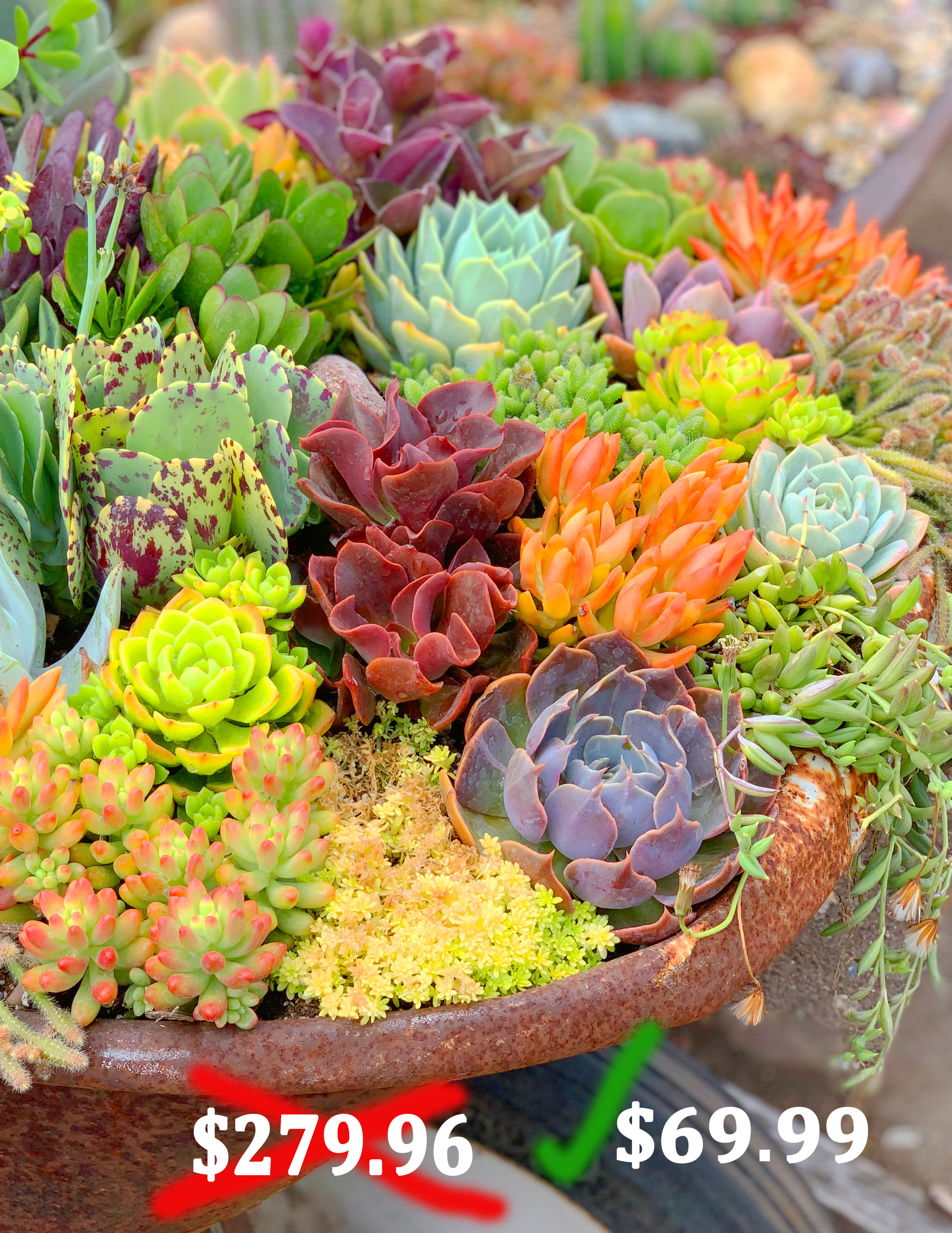 how to grow colorful succulents