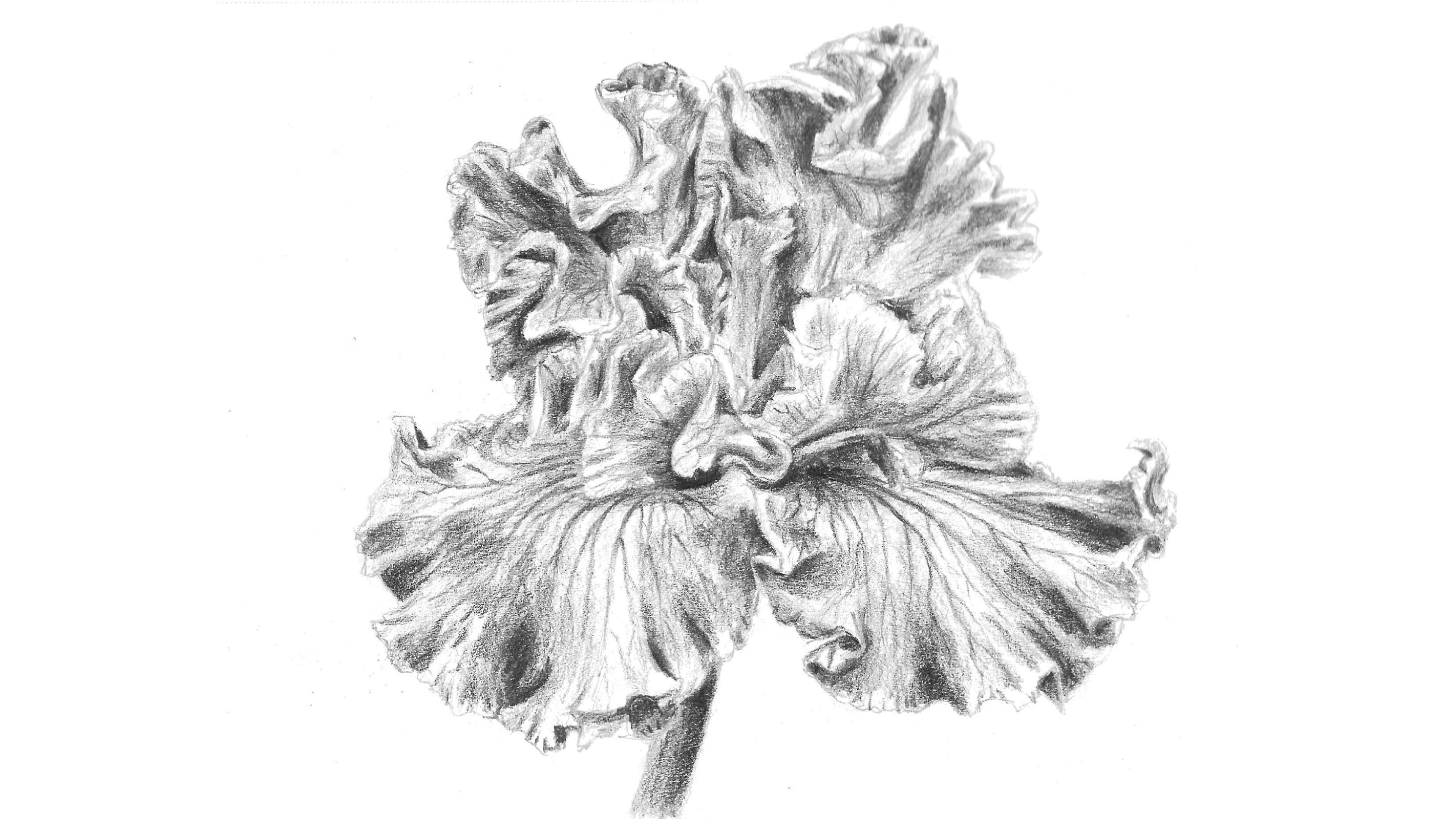 how to draw an iris flower