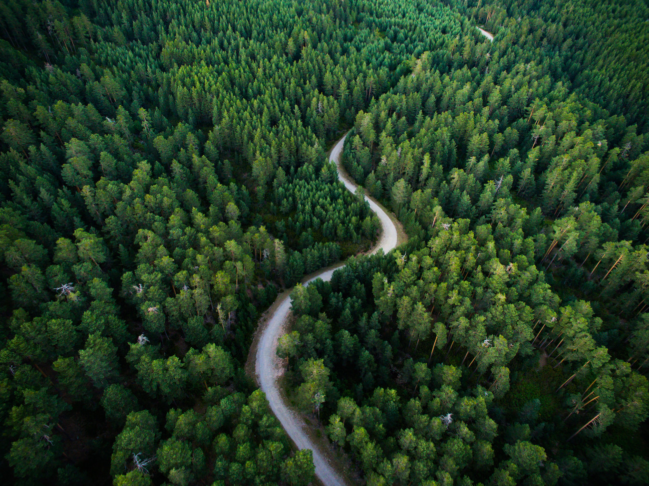 image of a forest with a winding road