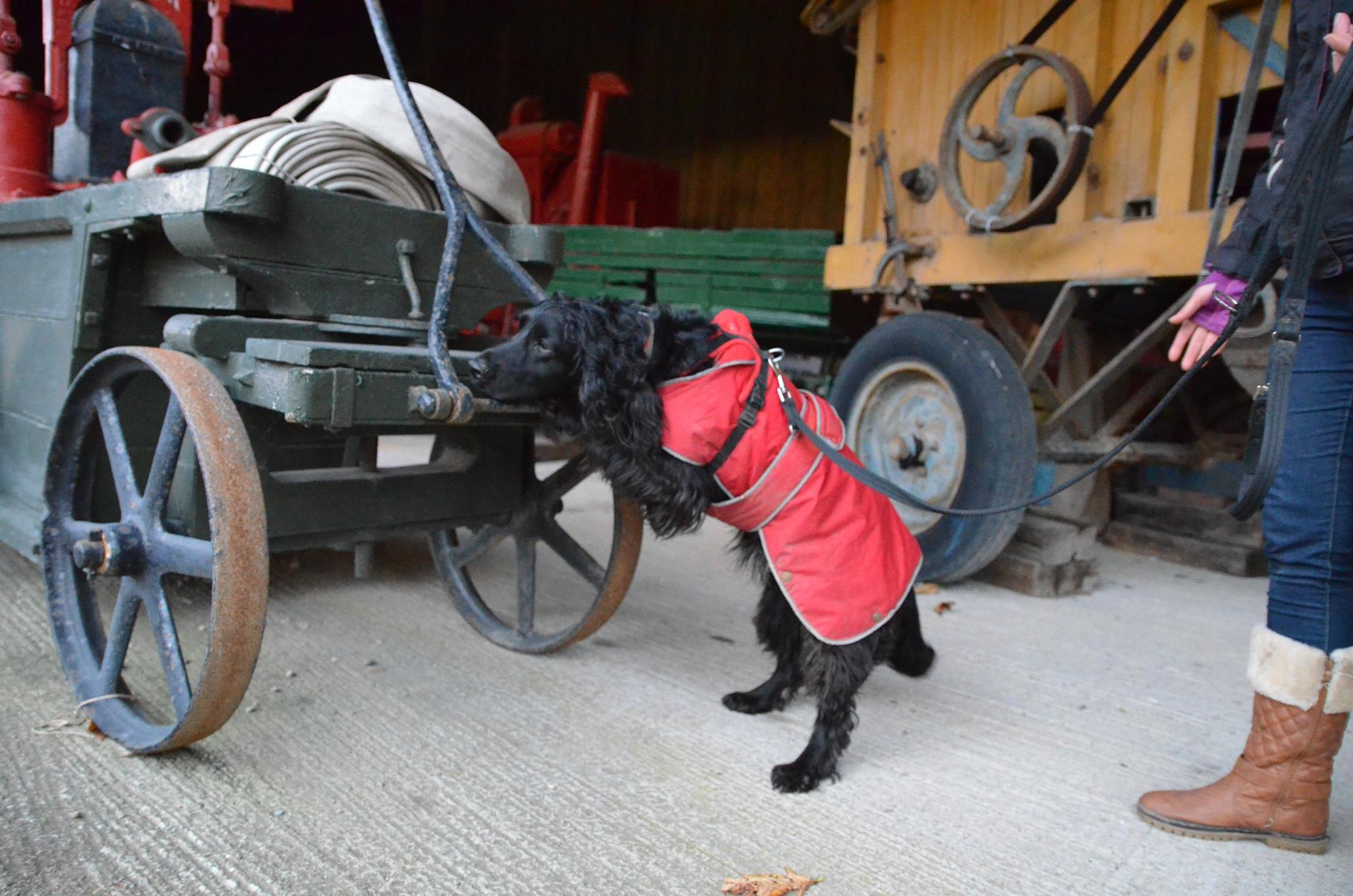 spaniel in red coat searches horse carriage